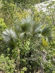 Coccothrinax alta