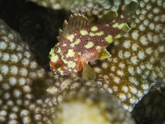 Sebastapistes cyanostigma