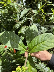 Centropogon vaughianus