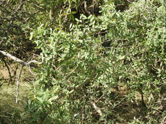 Geoffroea decorticans