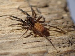 Trabeops aurantiacus