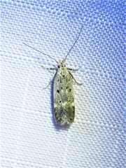 Neodactylota liguritrix