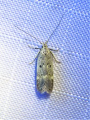 Neodactylota liguritrix
