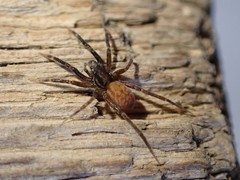 Trabeops aurantiacus