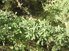 Geoffroea decorticans