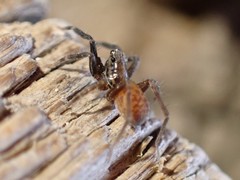 Trabeops aurantiacus