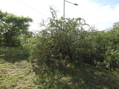 Geoffroea decorticans