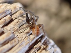 Trabeops aurantiacus