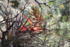Tillandsia bourgaei