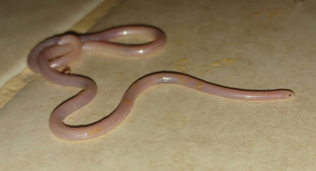 Leptotyphlopinae