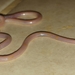 Hook-snouted Worm Snake - Photo (c) Theodore, some rights reserved (CC BY-NC-ND), uploaded by Theodore