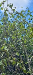 Apeiba tibourbou