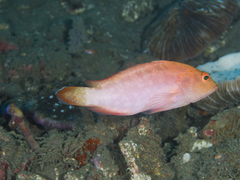 Cephalopholis spiloparaea