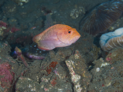 Cephalopholis spiloparaea