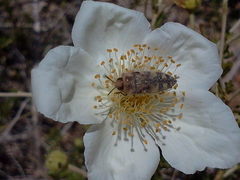 Acmaeodera tuta