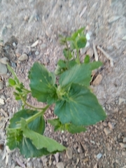 Phacelia viscida albiflora