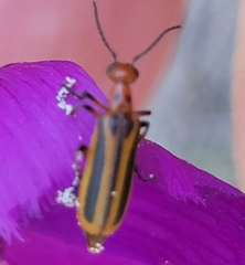 Pyrota discoidea