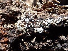 Lachnum brevipilosum