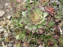 Sempervivum marmoreum