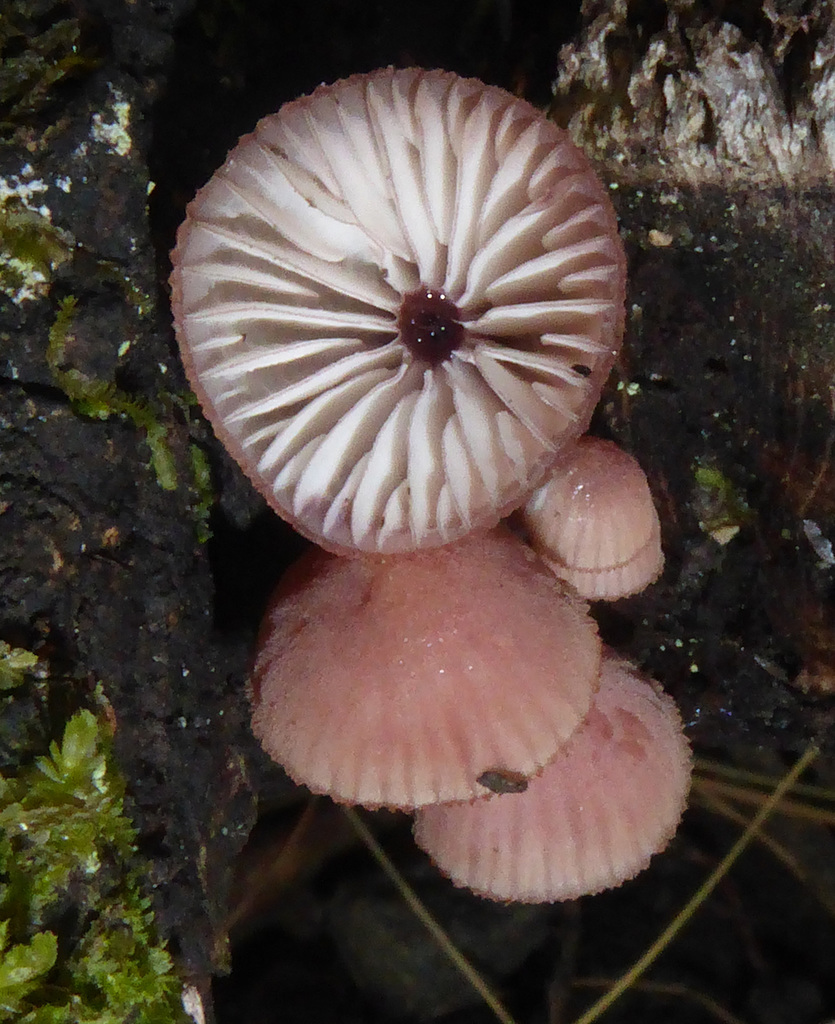 Mycena mariae