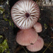 Mycena mariae - Photo no rights reserved, uploaded by Peter de Lange