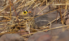 Pterocles quadricinctus