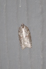 Acleris maccana