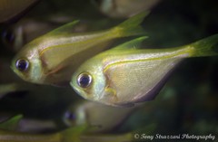 Pempheris compressa