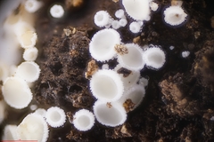 Lachnum brevipilosum