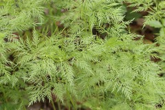 Trepocarpus aethusae