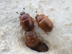 Pocadius ferrugineus