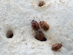 Pocadius ferrugineus