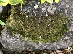 Bryophyta