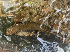 Desmognathus planiceps