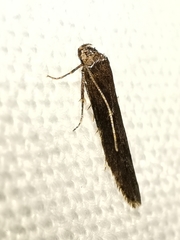 Blastobasis phycidella