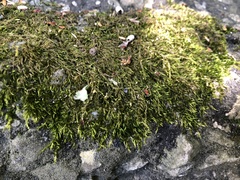 Bryophyta