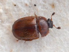 Pocadius ferrugineus