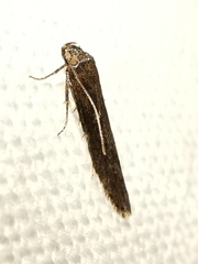 Blastobasis phycidella