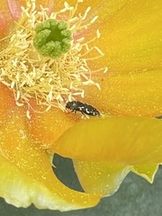 Acmaeodera neglecta neoneglecta