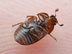 Pocadius ferrugineus