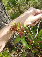 Vaccinium fuscatum image