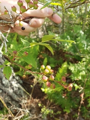 Vaccinium fuscatum image