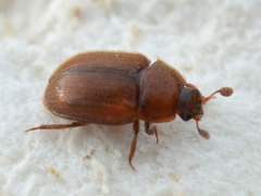 Pocadius ferrugineus