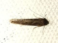 Blastobasis phycidella