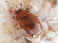 Pocadius ferrugineus
