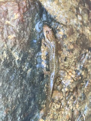 Desmognathus planiceps