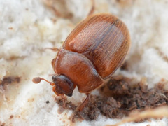 Pocadius ferrugineus