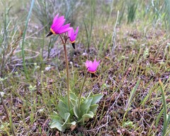 Primula poetica