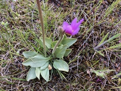 Primula poetica