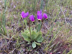 Primula poetica